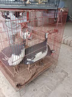 Guinea fowl/Titer trio/pair for sale