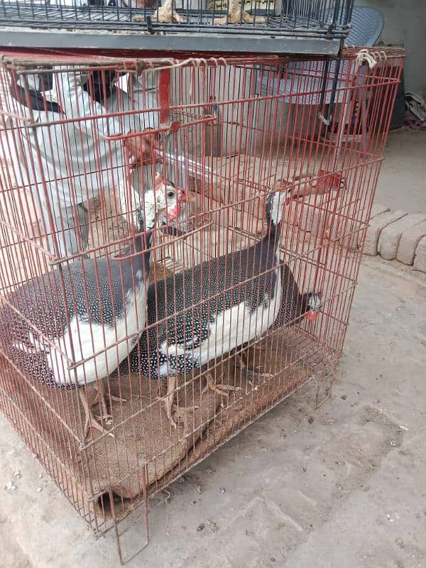 Guinea fowl/Titer trio/pair for sale 0