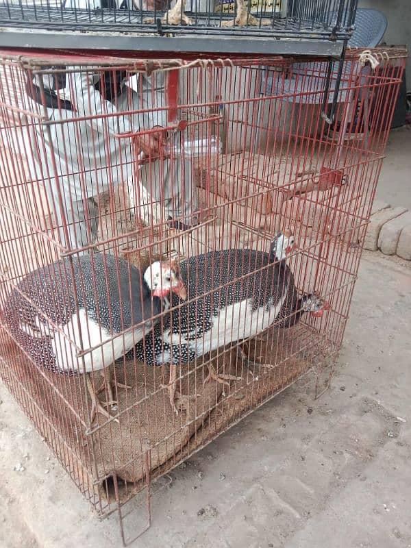 Guinea fowl/Titer trio/pair for sale 1