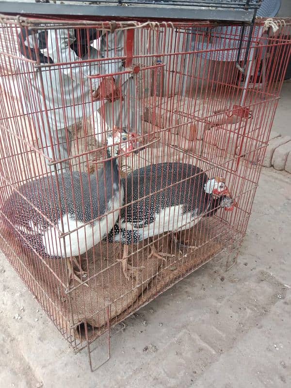 Guinea fowl/Titer trio/pair for sale 2