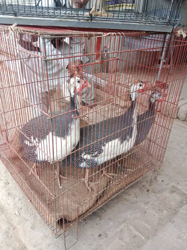 Guinea fowl/Titer trio/pair for sale 3