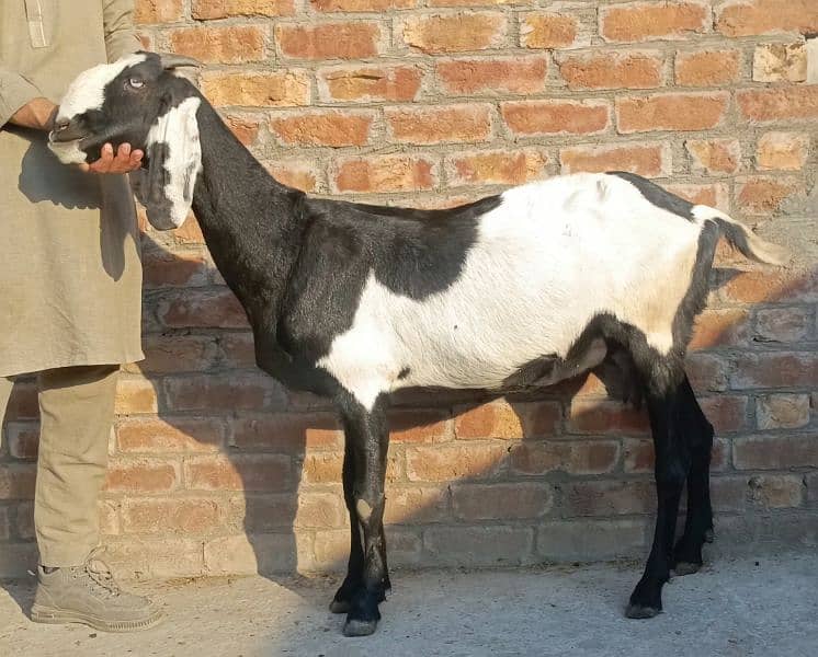 Pure desi bakri or Bakra 1