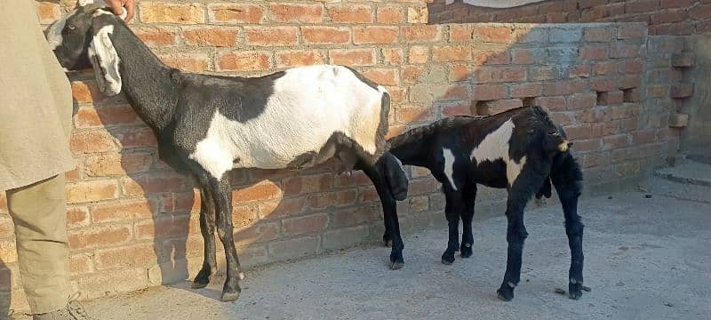 Pure desi bakri or Bakra 3