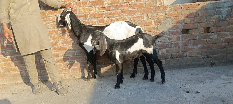 Pure desi bakri or Bakra 5