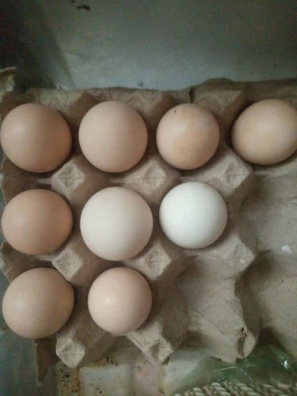 kurak murgi and fertile eggs 1