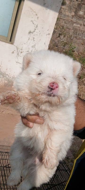 Russian puppies for sale 0