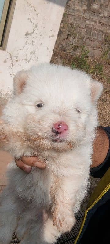 Russian puppies for sale 1