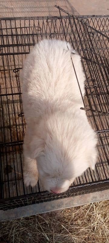 Russian puppies for sale 2