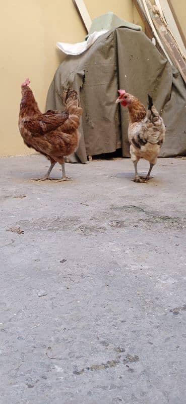 2 females for sales 8