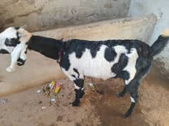 bakri