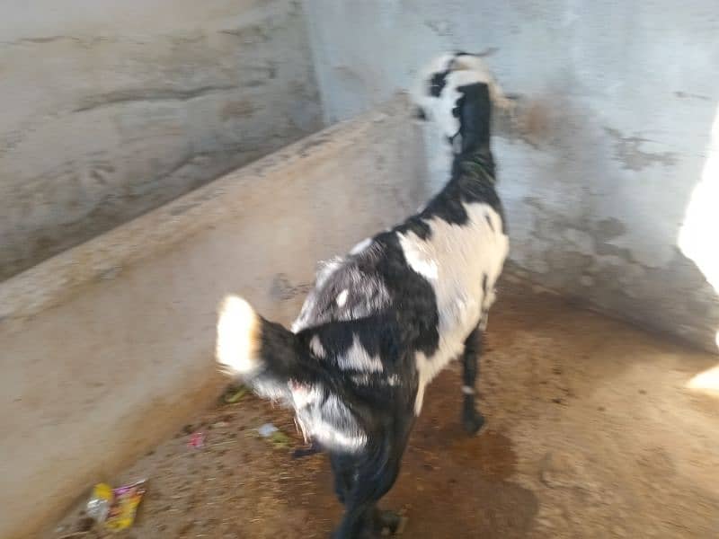 bakri 1