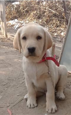 Labrador pair pup purebred high quality