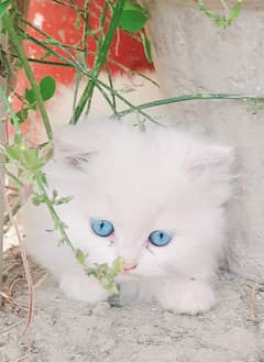 Persian cat