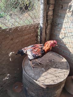 3 Aseel Roosters, Cocks, Murgha for Sale