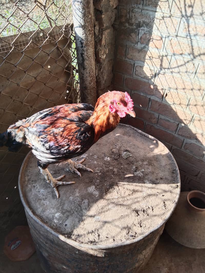 3 Aseel Roosters, Cocks, Murgha for Sale 1