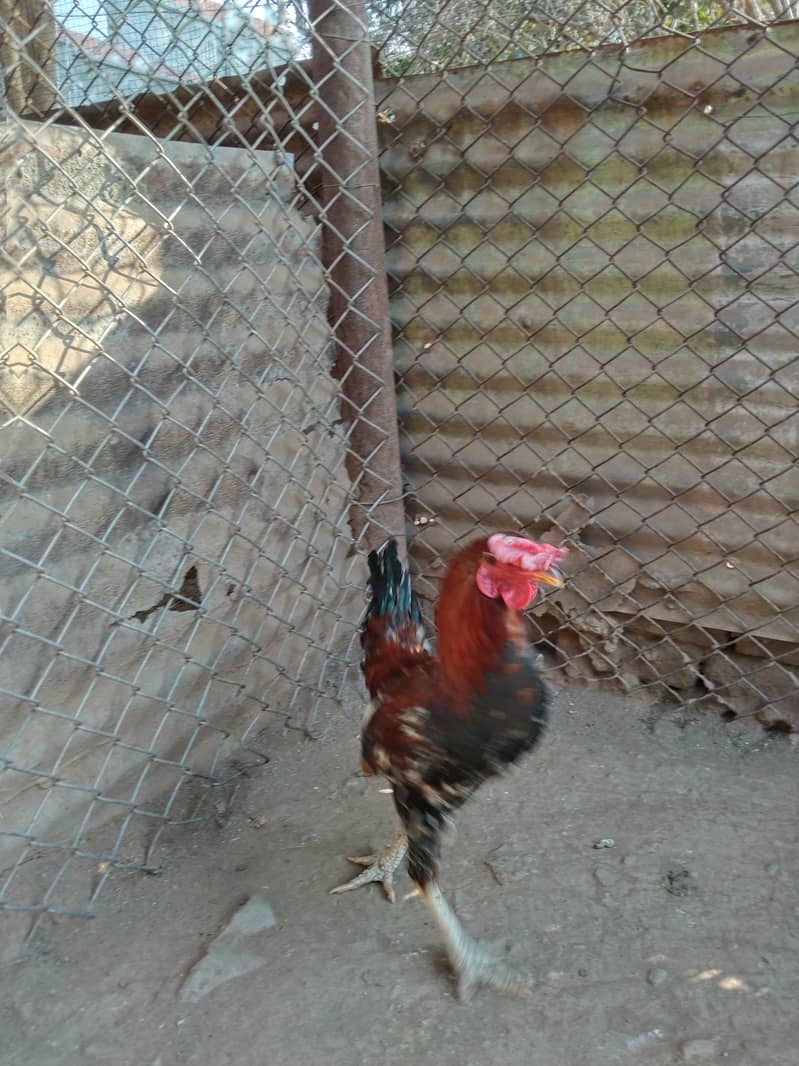 3 Aseel Roosters, Cocks, Murgha for Sale 2