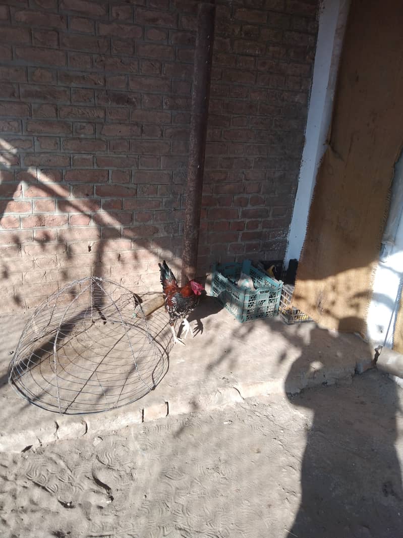 3 Aseel Roosters, Cocks, Murgha for Sale 3