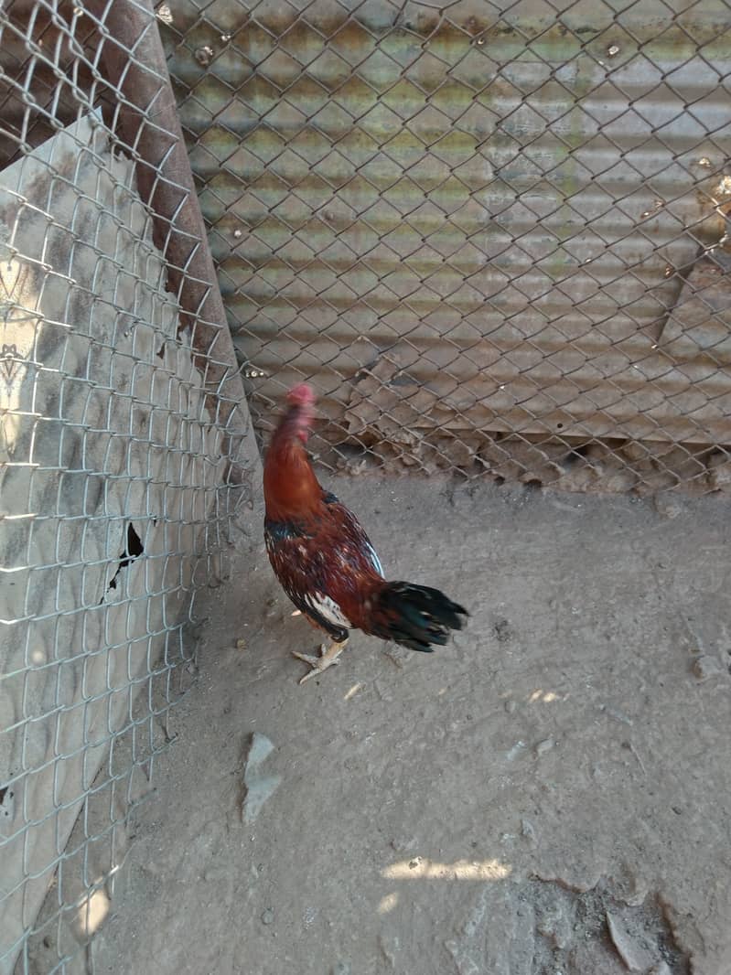 3 Aseel Roosters, Cocks, Murgha for Sale 4