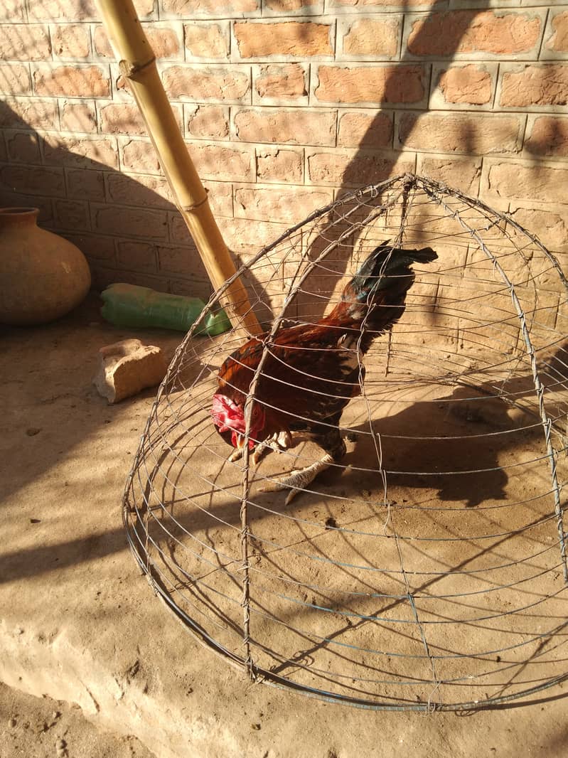 3 Aseel Roosters, Cocks, Murgha for Sale 5