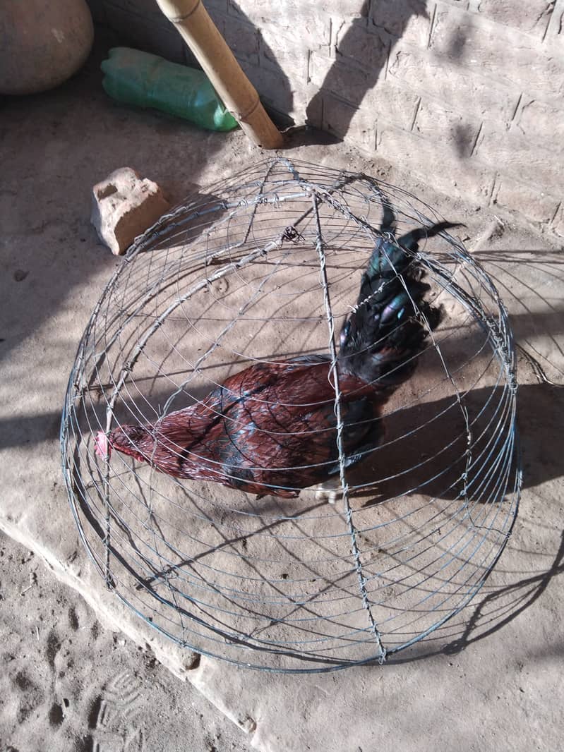 3 Aseel Roosters, Cocks, Murgha for Sale 6