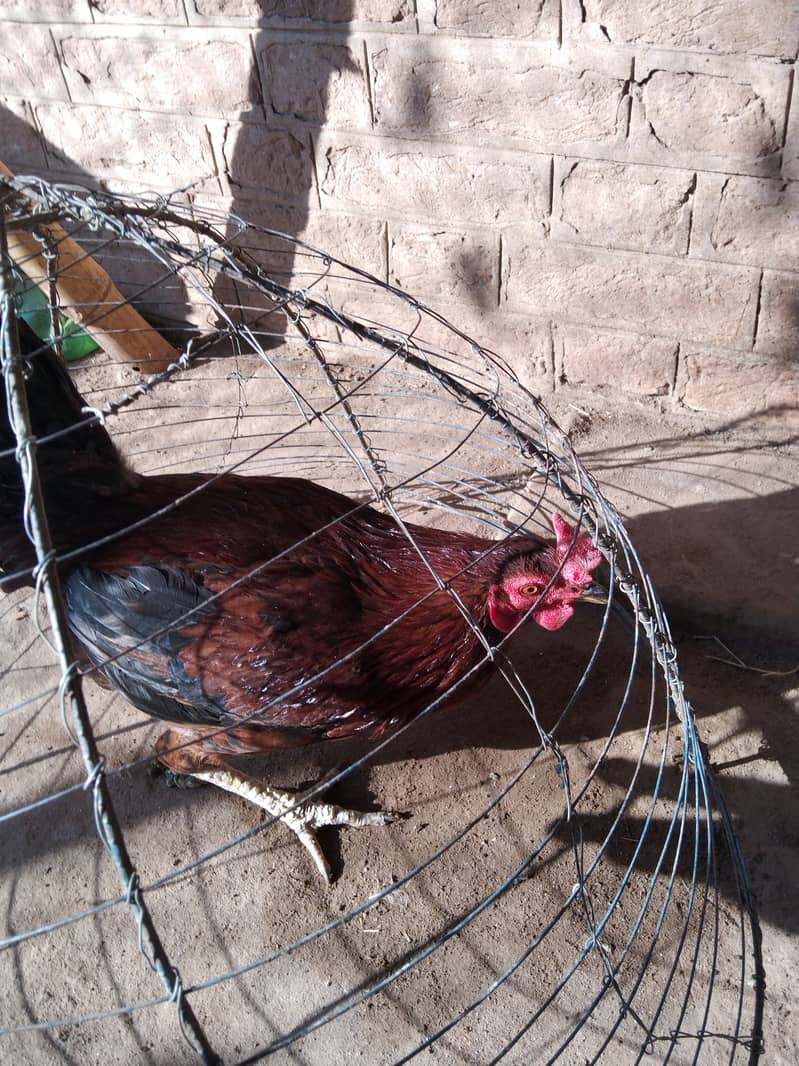 3 Aseel Roosters, Cocks, Murgha for Sale 7