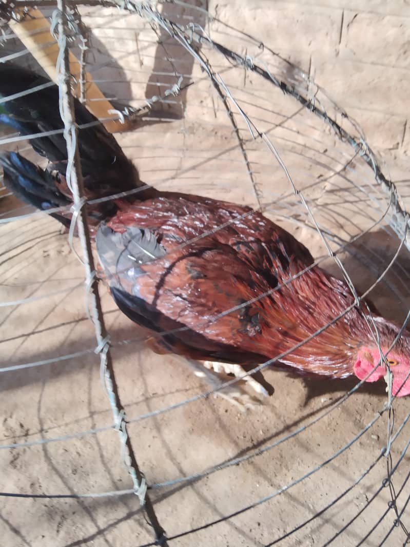 3 Aseel Roosters, Cocks, Murgha for Sale 8