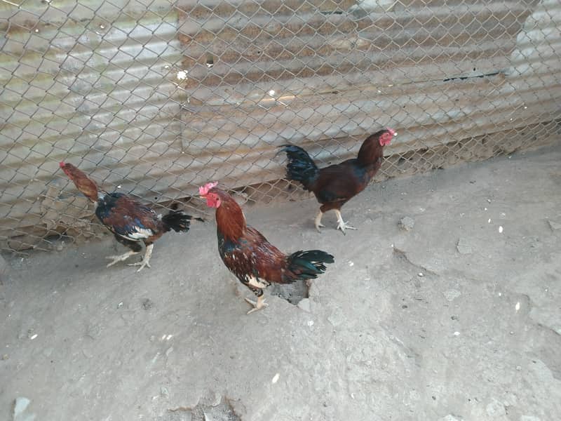 3 Aseel Roosters, Cocks, Murgha for Sale 9