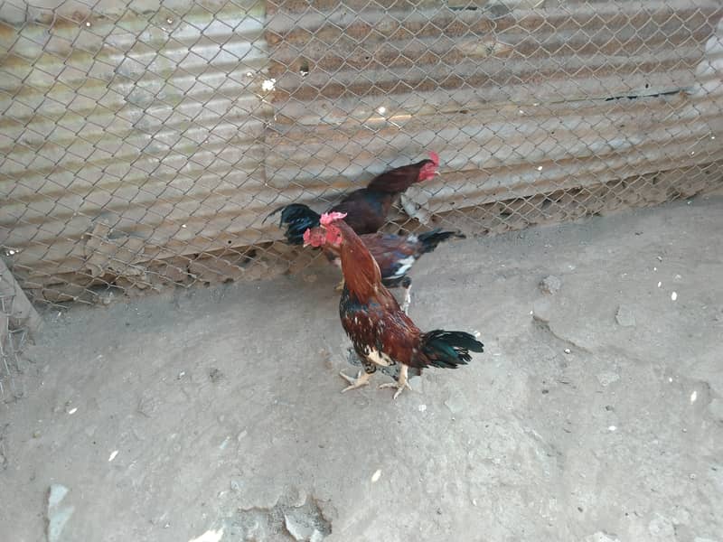 3 Aseel Roosters, Cocks, Murgha for Sale 10