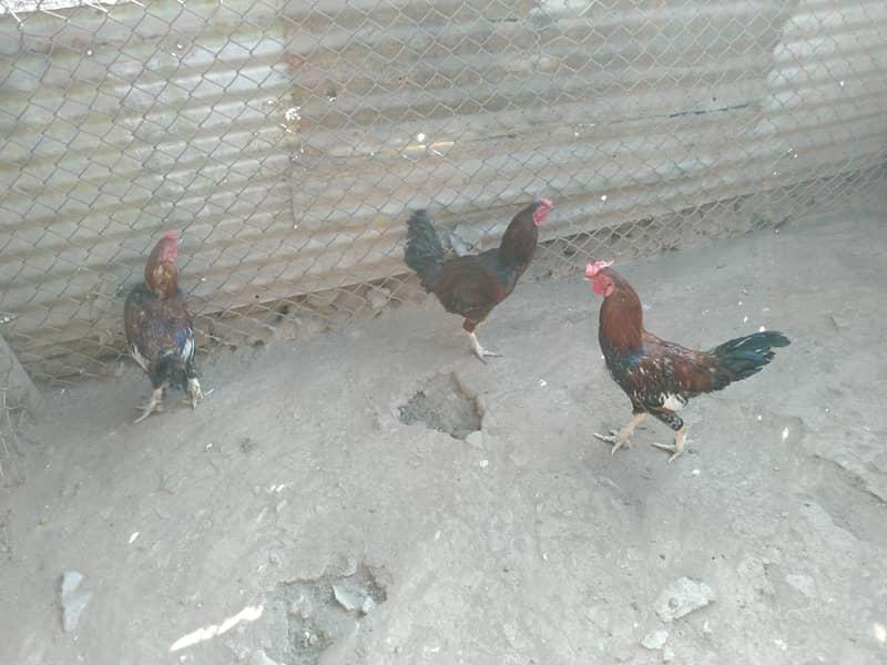 3 Aseel Roosters, Cocks, Murgha for Sale 11