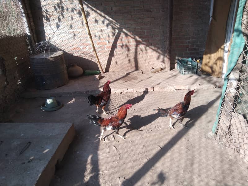 3 Aseel Roosters, Cocks, Murgha for Sale 12