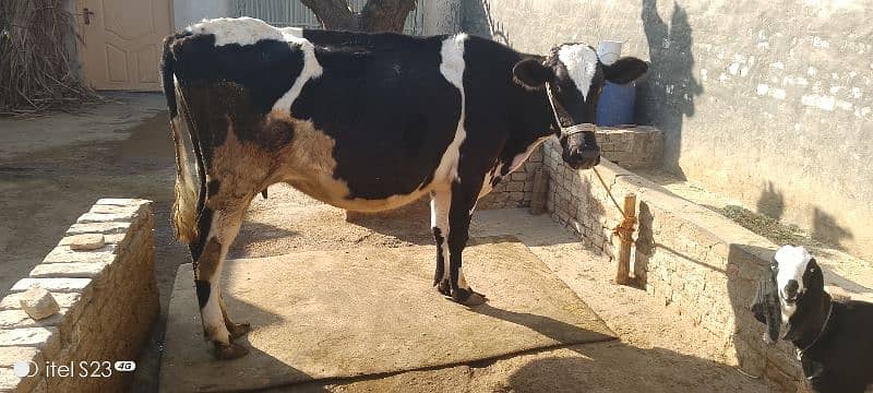 cow for sale 0