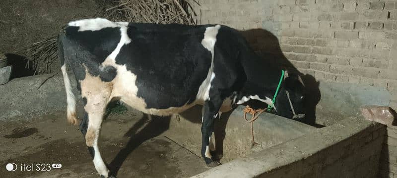 cow for sale 1