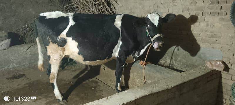 cow for sale 2