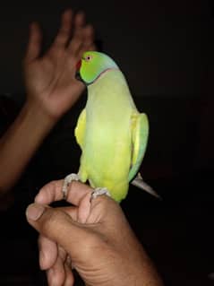 GREEN RINGNECK FACE TO FACE TALKING HAND TAMED MALE