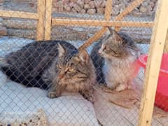 Maine coon breeder pair for sale