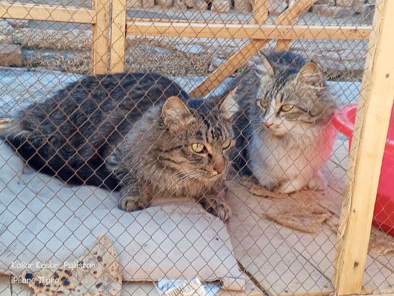 Maine coon breeder pair for sale 1