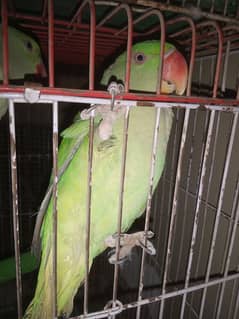 Kashmiri Raw Jumbo Size Parrot Pahari Parrot Contact 03362838259