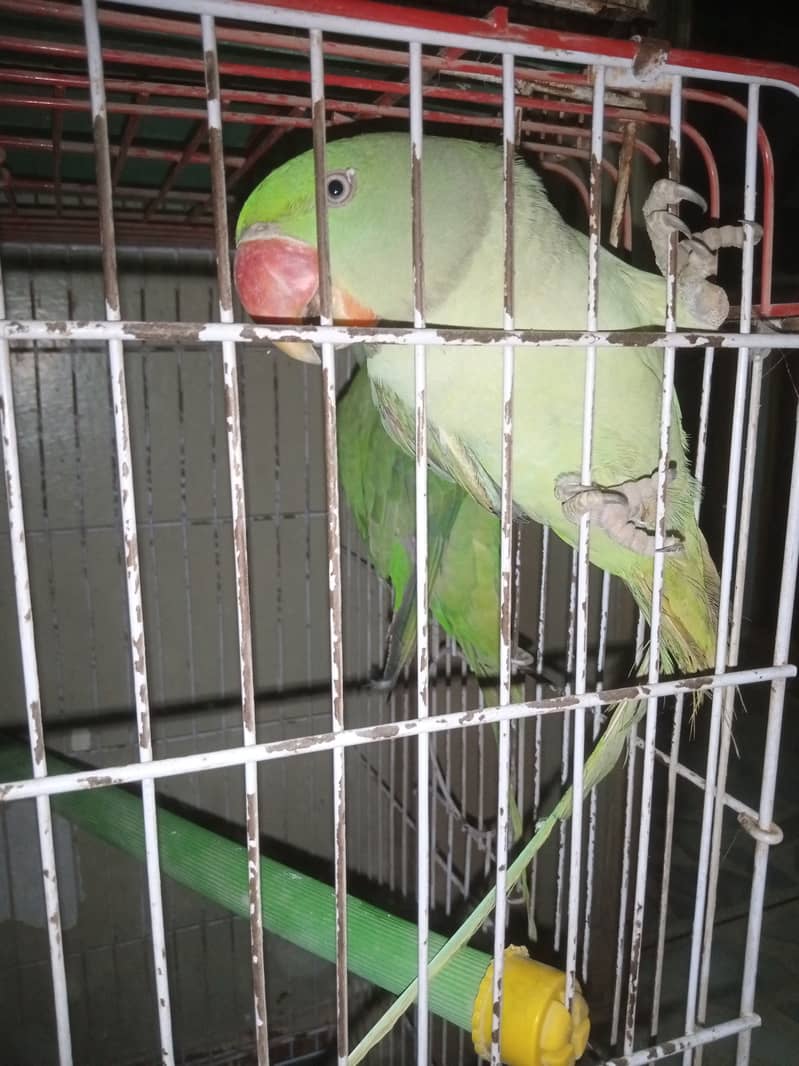 Kashmiri Raw Jumbo Size Parrot Pahari Parrot Contact 03362838259 1