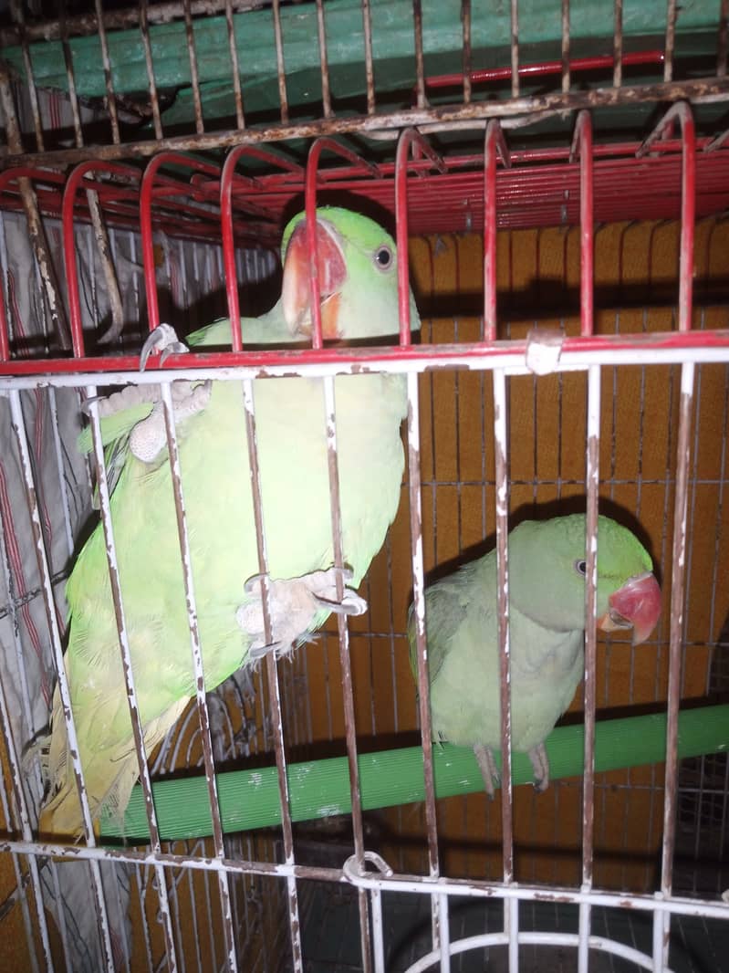 Kashmiri Raw Jumbo Size Parrot Pahari Parrot Contact 03362838259 2