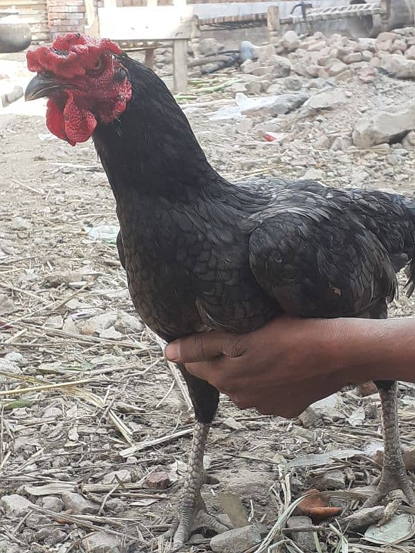 assel hen price in 3500 of control in whatsapp number 03247959457 2