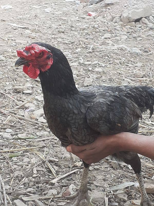 assel hen price in 3500 of control in whatsapp number 03247959457 3