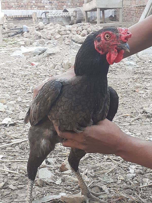 assel hen price in 3500 of control in whatsapp number 03247959457 4