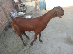 bethal bakri