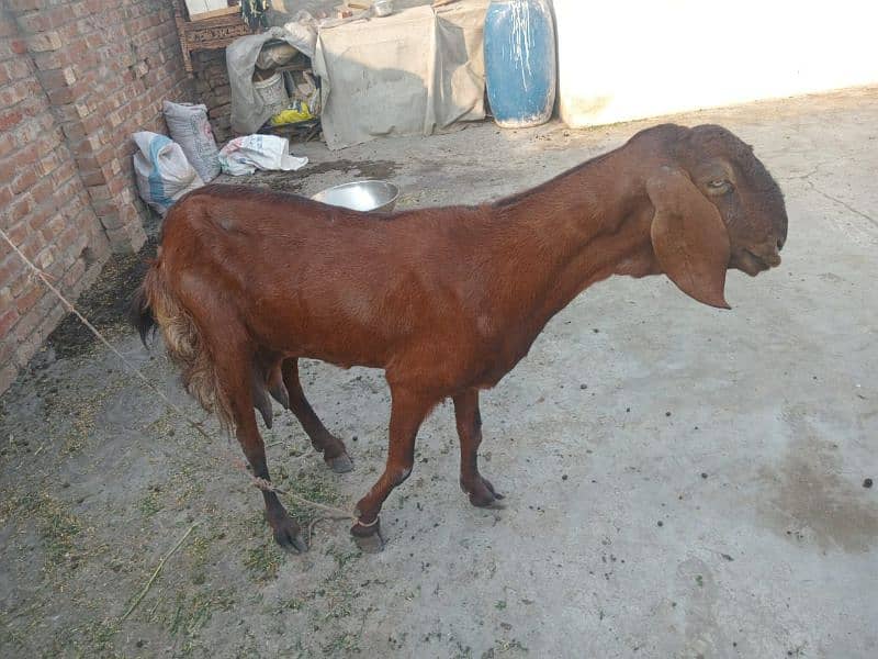 bethal bakri 1