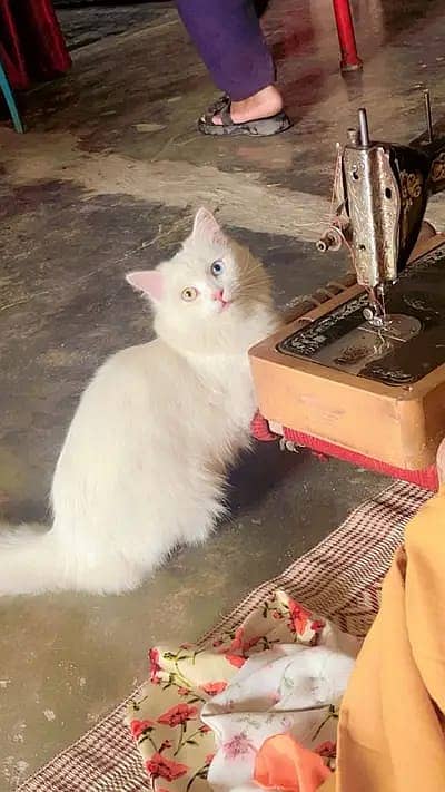 Odd eyes triple coat white persian cat 0