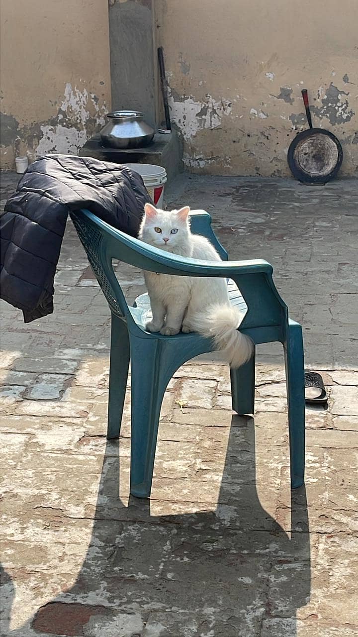 Odd eyes triple coat white persian cat 1