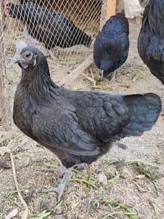 4 Hens and 1 Cock Ayam Cemani for sale.