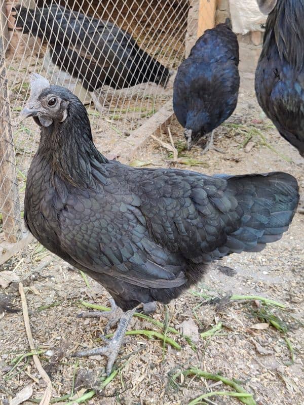 4 Hens and 1 Cock Ayam Cemani for sale. 0