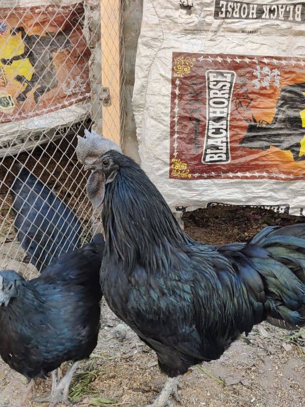 4 Hens and 1 Cock Ayam Cemani for sale. 1