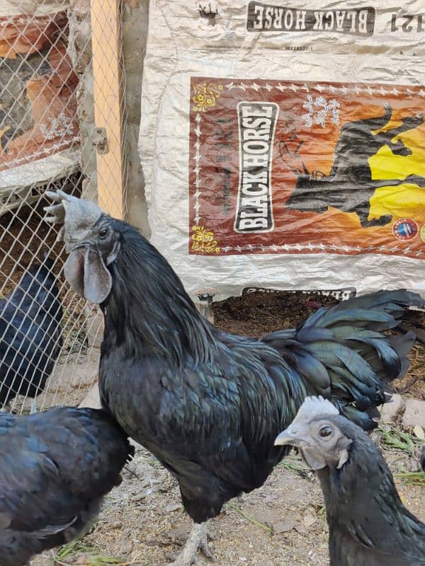 4 Hens and 1 Cock Ayam Cemani for sale. 2